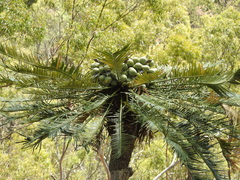 Cycas megacarpa