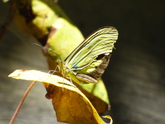 Dismorphiinae
