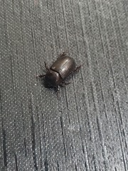 Euetheola