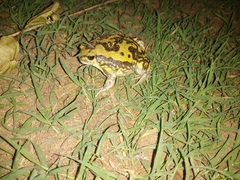 Uperodon systoma