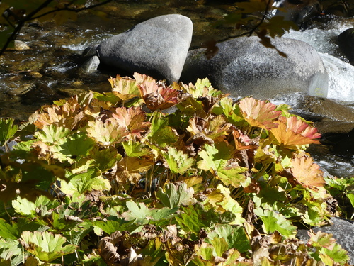 Indian Rhubarb foliage