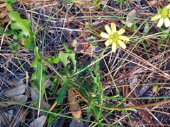Berlandiera subacaulis