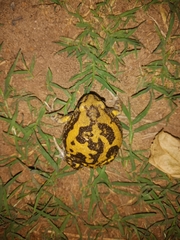 Uperodon systoma