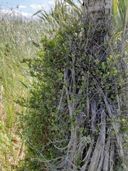 Muehlenbeckia axillaris × complexa