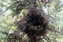 Arceuthobium douglasii