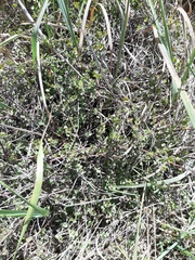 Muehlenbeckia axillaris × complexa