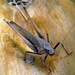 Malaysian Bush-Cricket - Photo (c) Sek Keung Lo, some rights reserved (CC BY-NC)