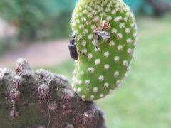 Astylus cyanerythrus