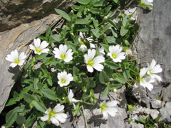 Cerastium latifolium