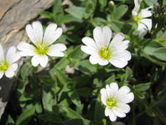 Cerastium latifolium