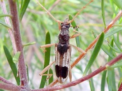 Coptocercus trimaculatus