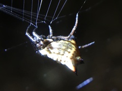 Micrathena saccata