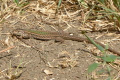 Podarcis melisellensis