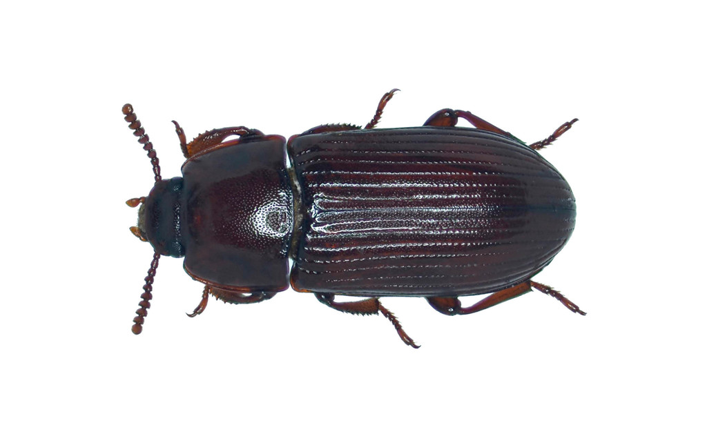 Uloma mentalis