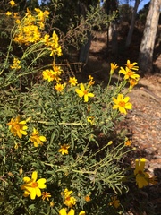 Tagetes lemmonii