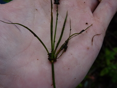 Juncus repens
