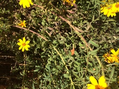 Tagetes lemmonii