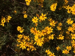 Tagetes lemmonii