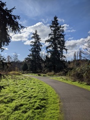 Pseudotsuga menziesii