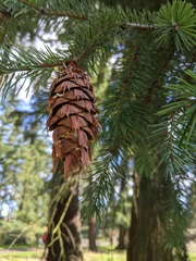 Pseudotsuga menziesii