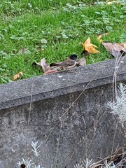 Junco hyemalis