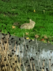 Sylvilagus floridanus