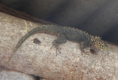 Tropidurus spinulosus