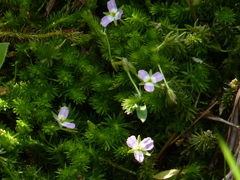 Mayaca fluviatilis