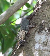 Tropidurus spinulosus