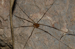 Nelima