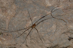 Nelima