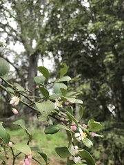 Citrus australis