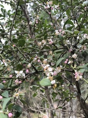 Citrus australis
