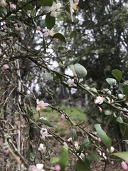 Citrus australis
