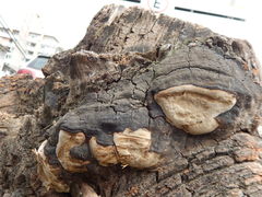 Truncospora tephropora