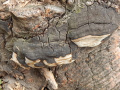 Truncospora tephropora