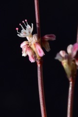 Eriogonum baileyi baileyi