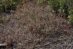 Eriogonum baileyi baileyi