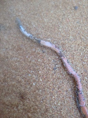 Storeria occipitomaculata obscura