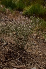Eriogonum baileyi baileyi