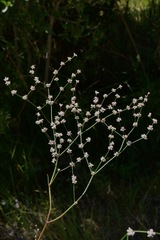 Eriogonum baileyi baileyi