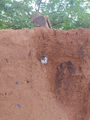 Phoneutria eickstedtae