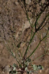 Eriogonum baileyi baileyi
