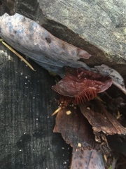 Tubaria punicea