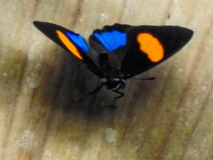 Callicore lyca aerias