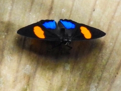 Callicore lyca aerias