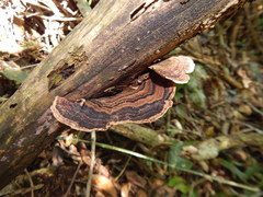 Coriolopsis caperata