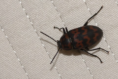 Cymatothes nebulosus