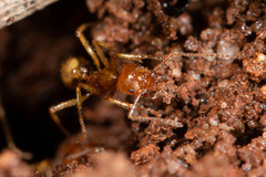 Aphaenogaster pythia