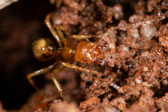 Aphaenogaster pythia